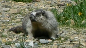 PICTURES/Glacier Critters/t_Marmot9.JPG